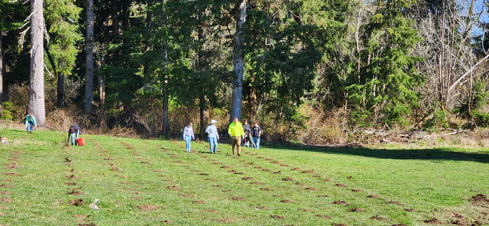 People working in a grassy field beside evergreen woods while planting young Christmas trees