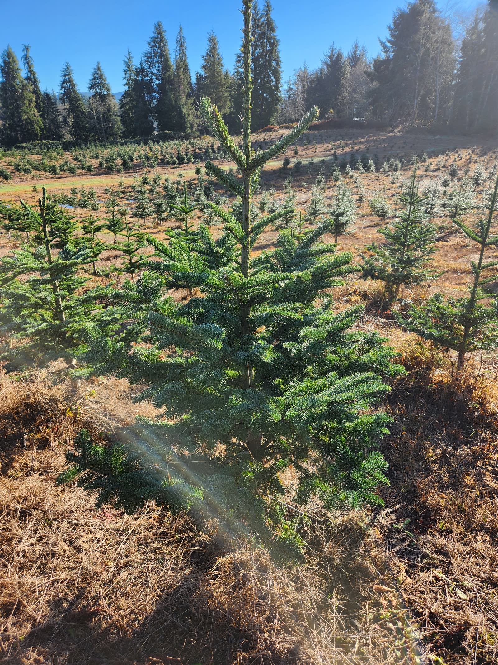 Young Noble fir Christmas tree in the foreground with rows of evergreens growing at Dukes Tree Farm near Astoria