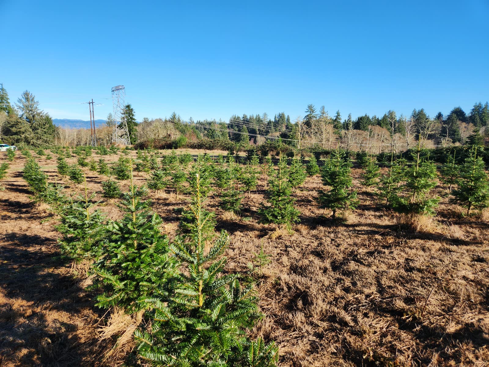 Young evergreen Christmas trees growing in rows at a sunny farm field with a blue sky
