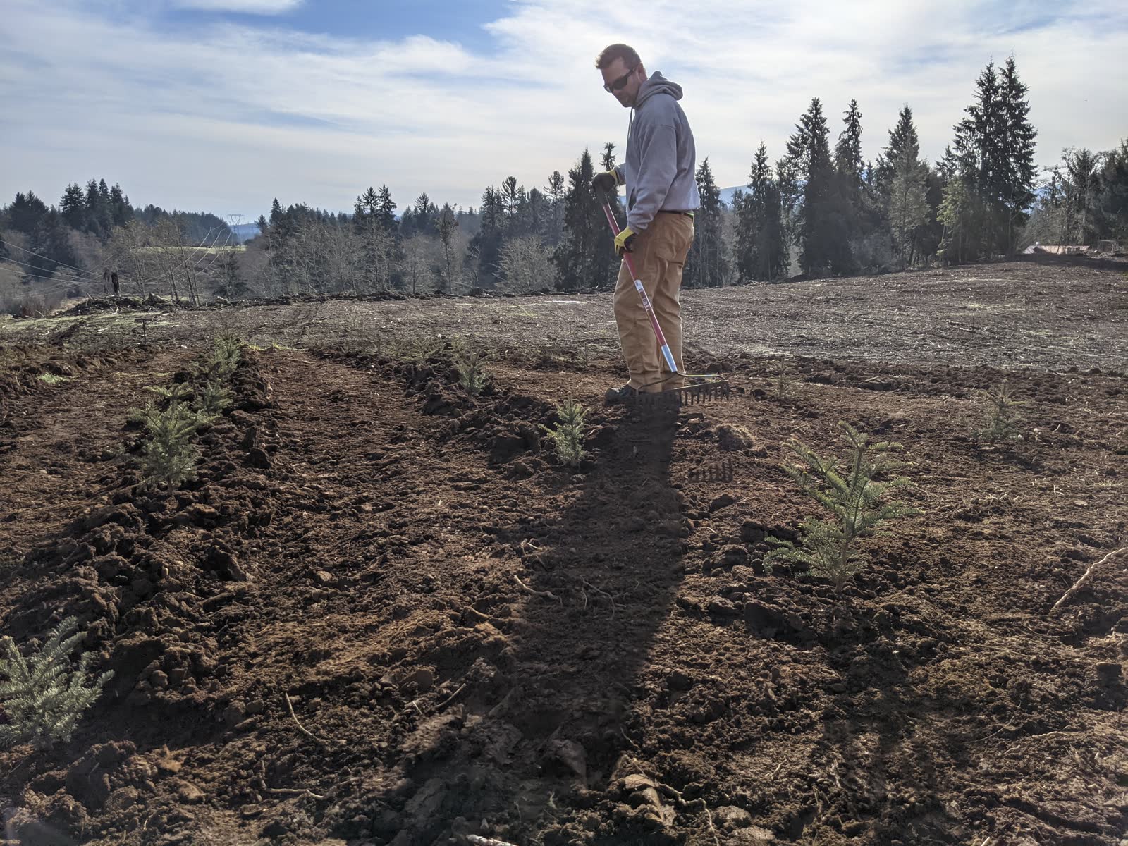Worker tending rows of young evergreen Christmas tree saplings in a freshly tilled farm field