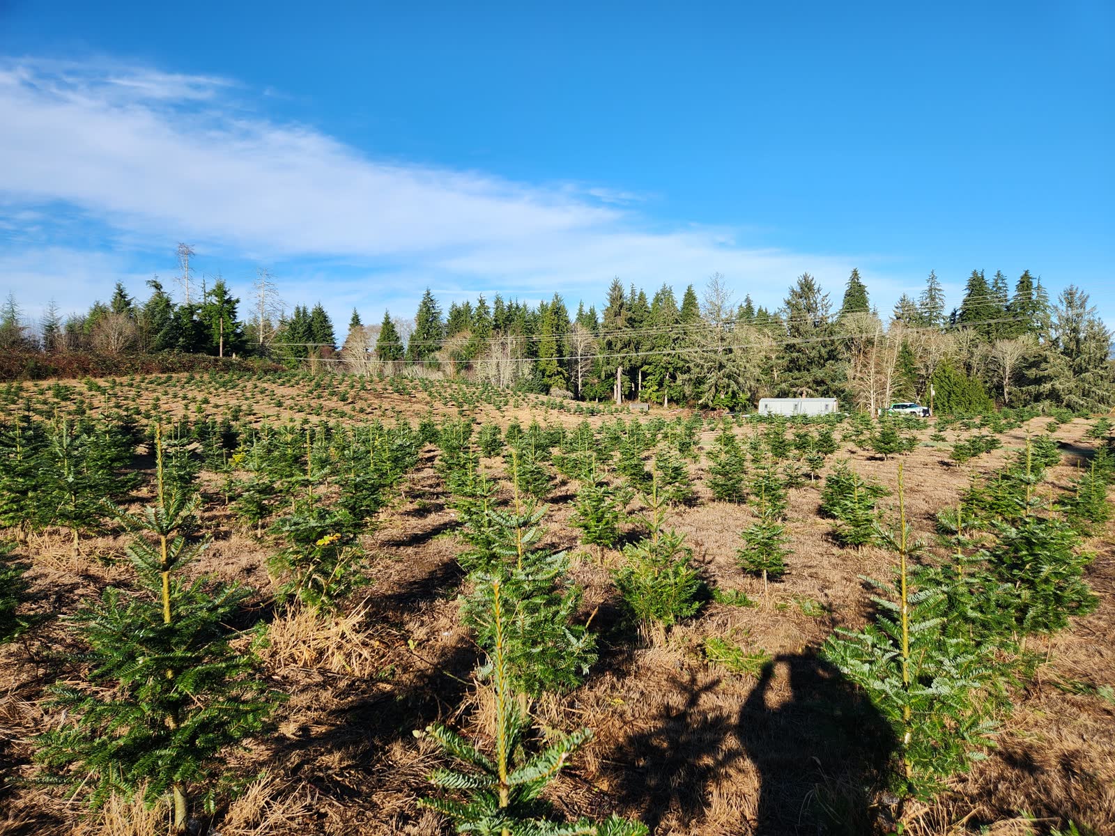 Rows of young evergreen Christmas trees growing on a hillside tree farm beneath a bright blue sky