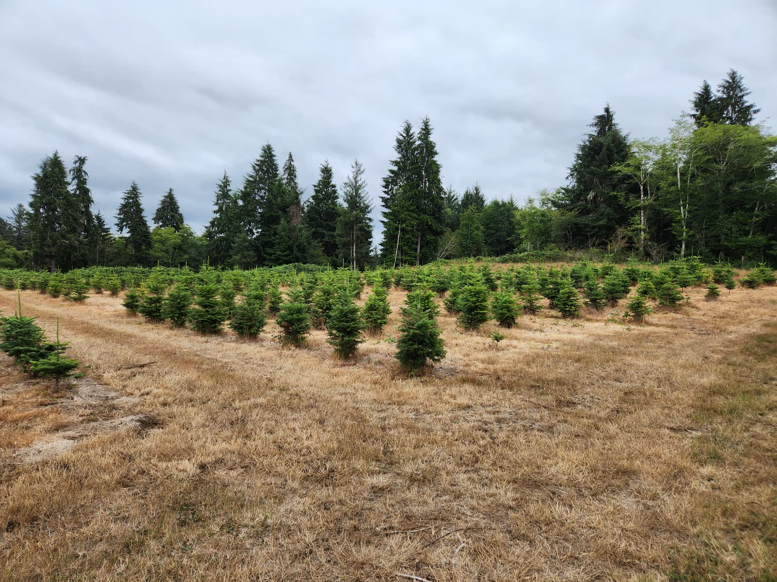 Rows of young Christmas trees growing in a grassy farm field with evergreen forest in the background
